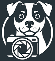 Fotografia psów wrocław kotlina kłodzka